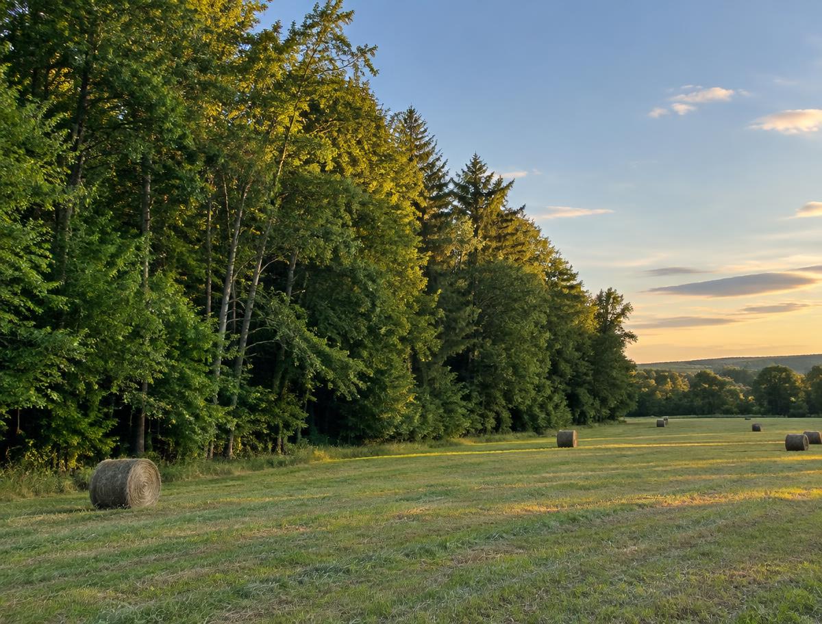 Tree line beside a freshly cut hay field